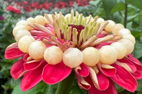 Oranžais kalcīts rokas rota