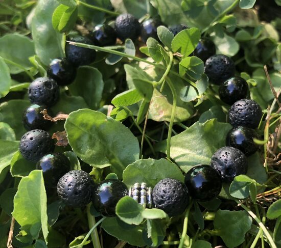 Jaunekļa aproce ar obsidiānu un lavu 8mm
