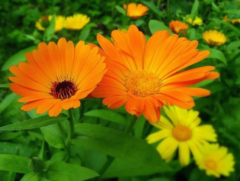 Kliņģerītes ziedūdens 50 nl